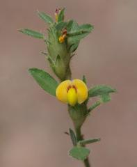 Stylosanthes viscosa