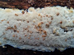 Steccherinum nitidum