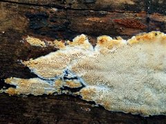 Steccherinum nitidum