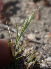 Festuca octoflora