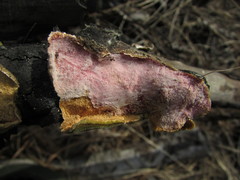 Hypomyces polyporinus