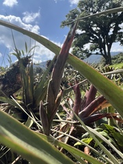 Tillandsia incarnata