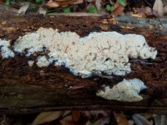 Steccherinum nitidum