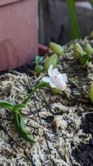 Thrixspermum formosanum