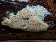 Steccherinum nitidum