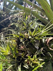 Tillandsia incarnata