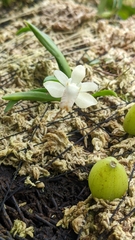 Thrixspermum formosanum