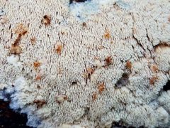 Steccherinum nitidum