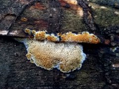 Steccherinum nitidum