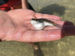 Astroscopus y-graecum