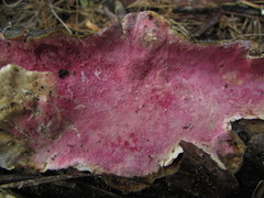 Hypomyces polyporinus