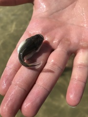 Astroscopus y-graecum