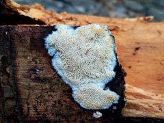 Steccherinum nitidum