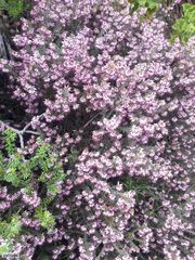 Erica ericoides
