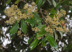 Cryptocarya vulgaris