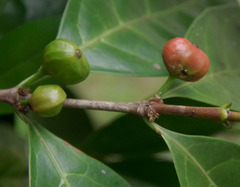 Cyclophyllum multiflorum