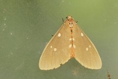 Tinolius eburneigutta