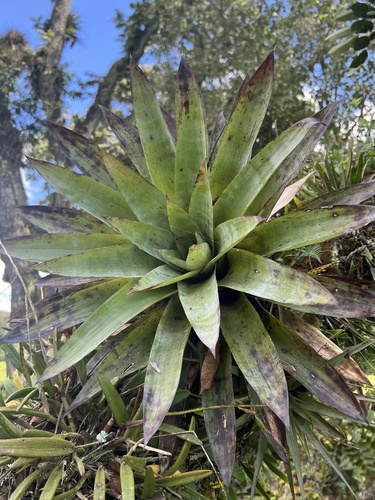 Tillandsia clavigera, photograph 3
