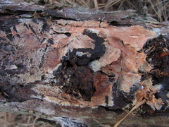 Phanerochaete sanguinea