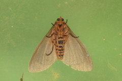 Tinolius eburneigutta