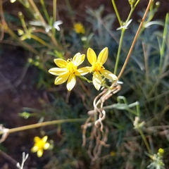 Coreocarpus arizonicus