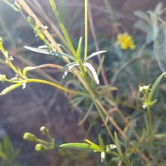 Coreocarpus arizonicus