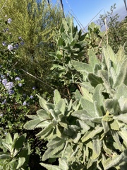 Eriodictyon tomentosum