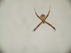 Argiope