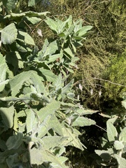 Eriodictyon tomentosum