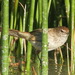 Little Grassbird - Photo (c) Glen Fergus, some rights reserved (CC BY)