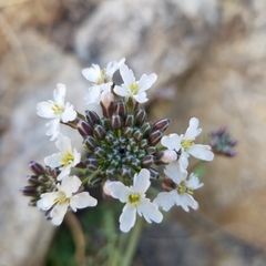 Dryopetalon runcinatum