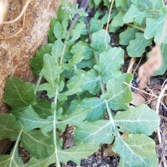 Dryopetalon runcinatum