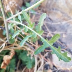 Dryopetalon runcinatum