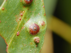 Opisthoscelis beardsleyi