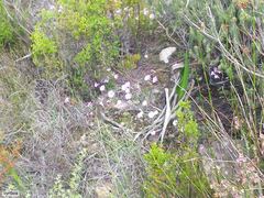 Oxalis commutata commutata