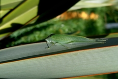 Tettigoniidae