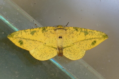 Omiza miliaria