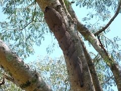 Synoeca cyanea