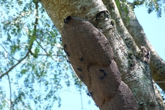 Synoeca cyanea
