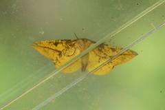 Omiza miliaria