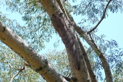 Synoeca cyanea