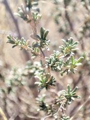 Baccharis pteronioides