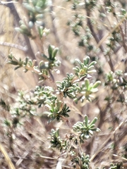 Baccharis pteronioides