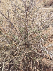 Baccharis pteronioides