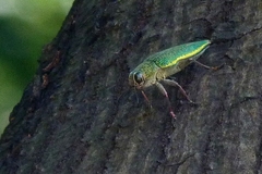 Psiloptera attenuata