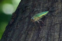 Psiloptera attenuata