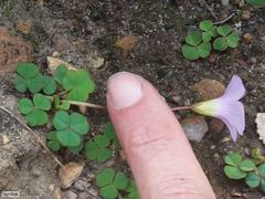 Oxalis commutata commutata
