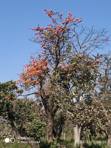 Flame of The Forest