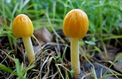 Bolbitius titubans