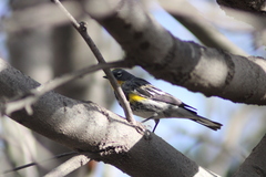 Setophaga coronata